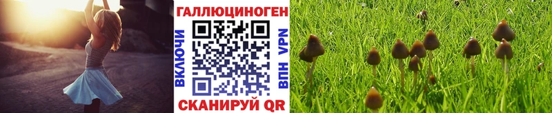 Купить где  Горячий Ключ  Галлюциногенные грибы Magic Shrooms 
